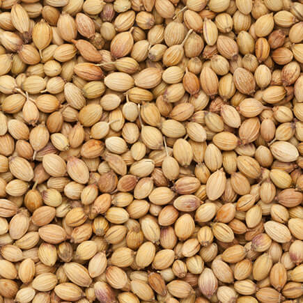 Coriander