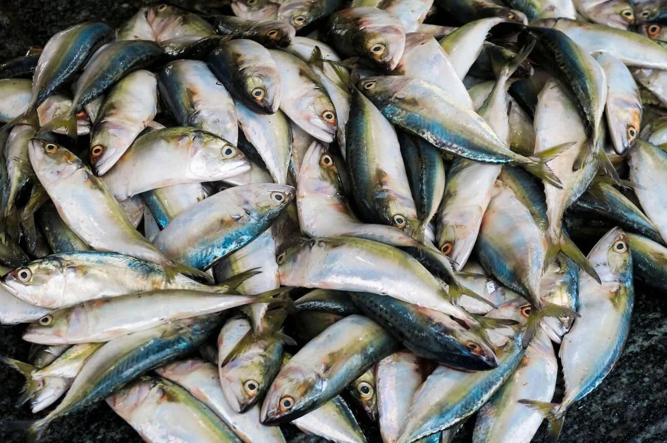 Mackerel